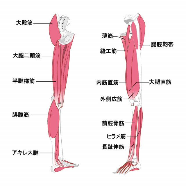 下肢の筋肉のイラスト