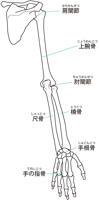 骨格のバランスの悪さがばね指の原因に繋がります