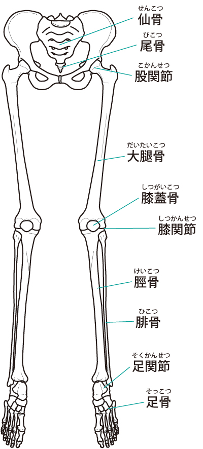 変形性膝関節症への当院へのアプローチは?