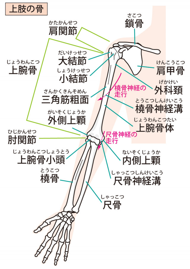 腕周りの関節のイラスト