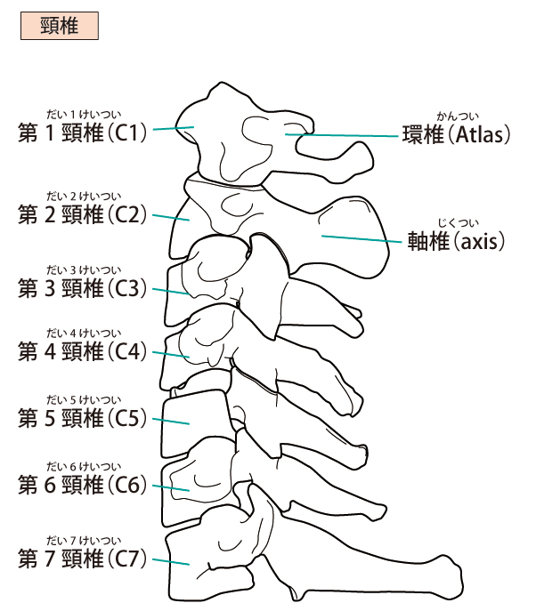 当院での「眼精疲労」に対するアプローチ